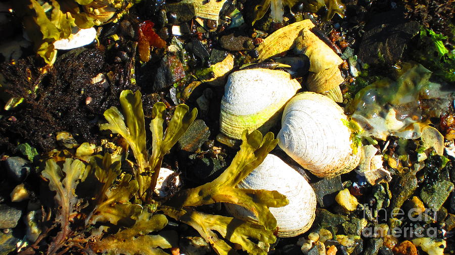 Alaska clams Photograph by Laurianna Taylor