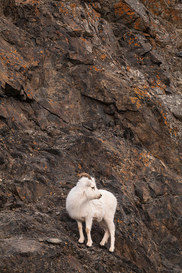 Alaska Dall sheep Photograph by Scott Slone