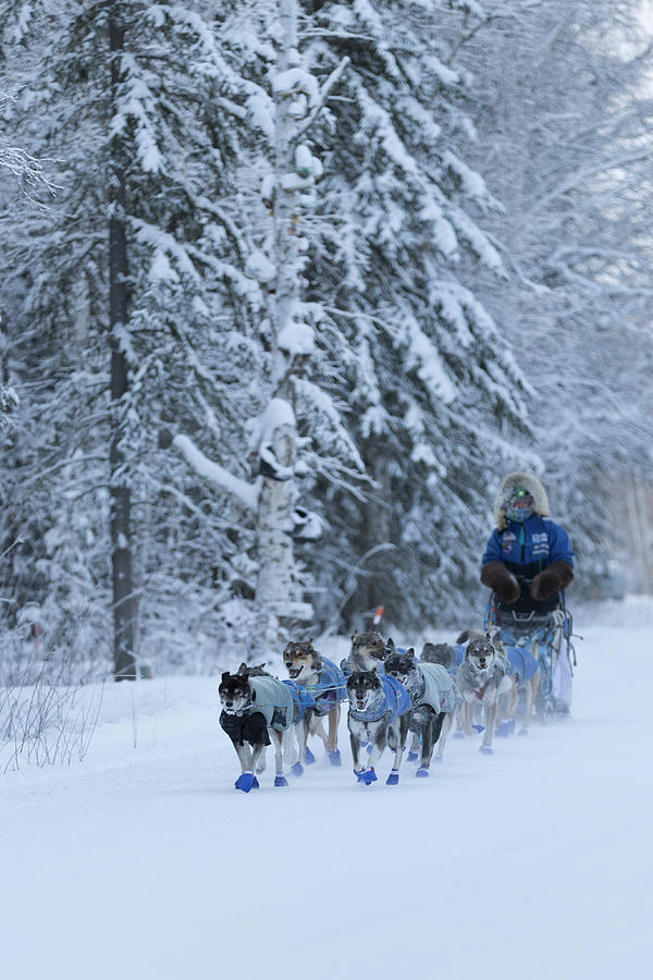 Alaska Dog Sled Team Photograph by Scott Slone