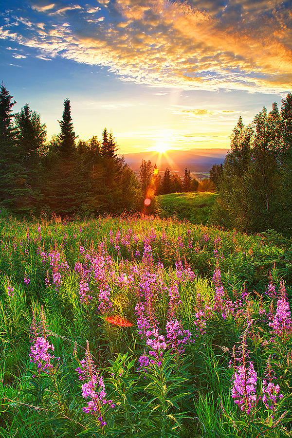 Sunset Photograph - Alaska Field by Ed Boudreau