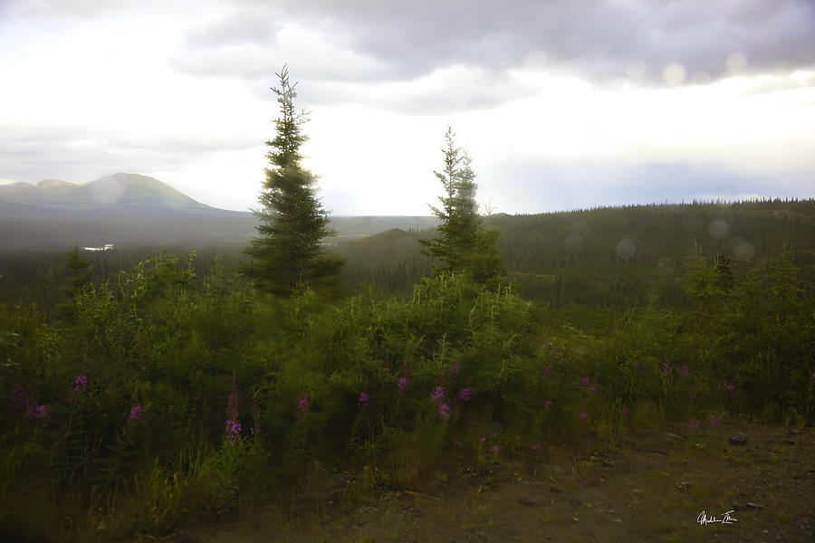 Alaska Fireweed Photograph by Madeline Ellis