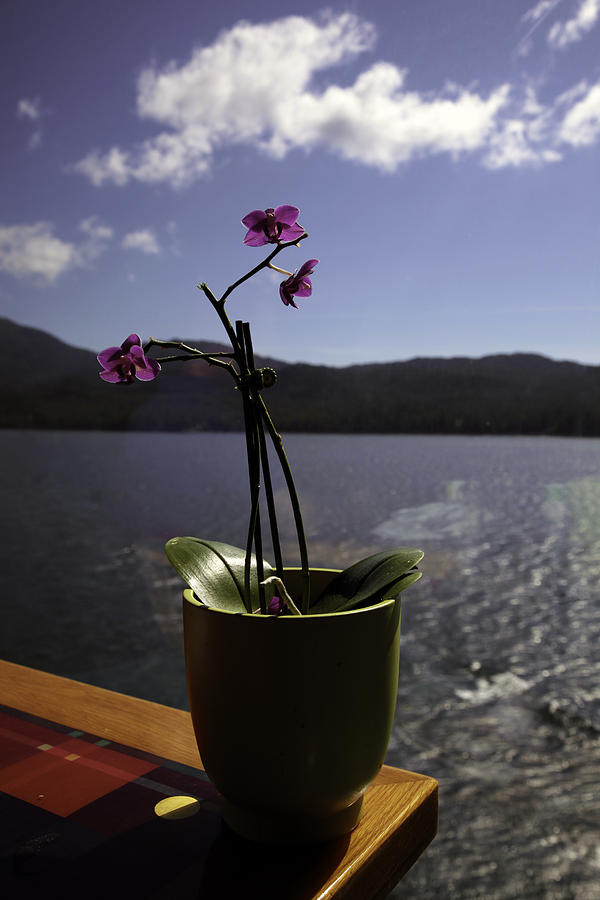 Flower Photograph - Alaska Flower Pot by Madeline Ellis