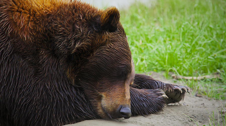 Alaska Grizzly Photograph by Scott Slone