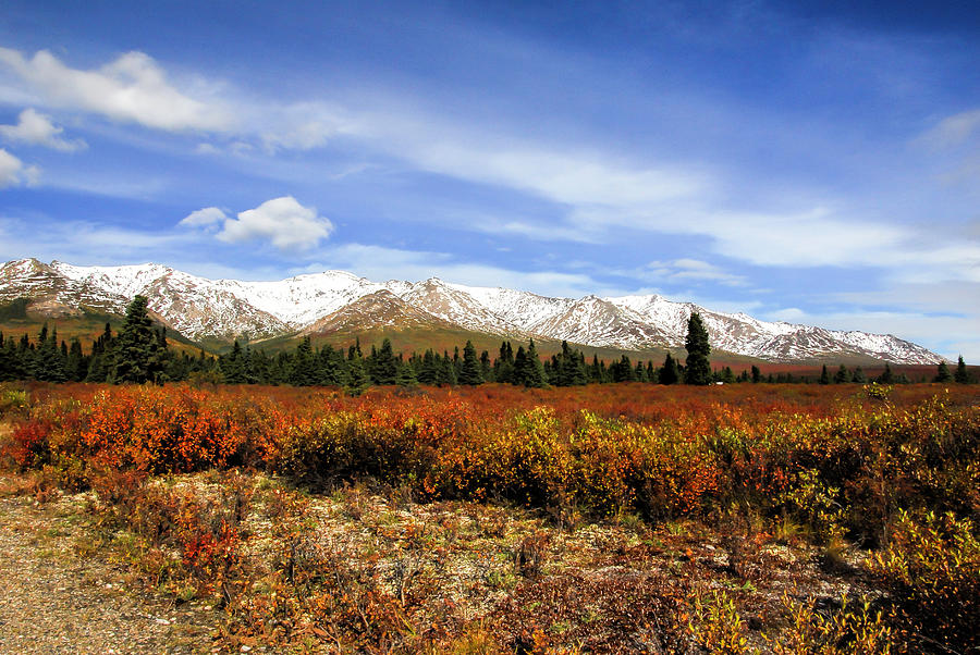 Mountain Photograph - Alaska Mountain Range in Autumn by Phyllis Taylor
