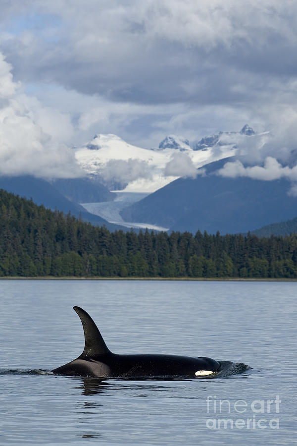 Alaska Photograph - Alaska Orca by John Hyde - Printscapes