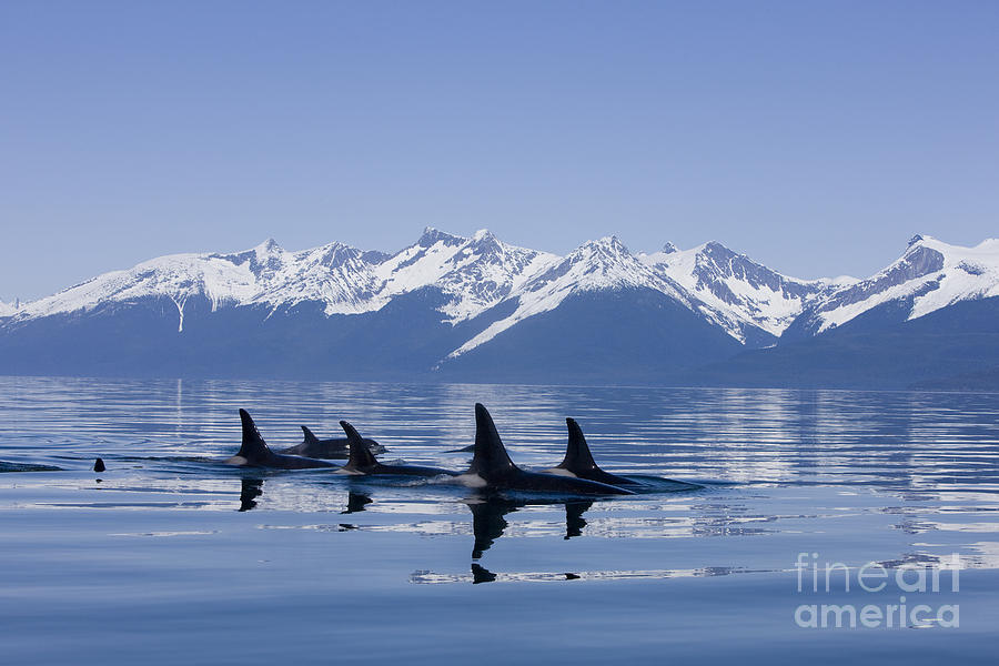 Winter Photograph - Alaska Orcas by John Hyde - Printscapes