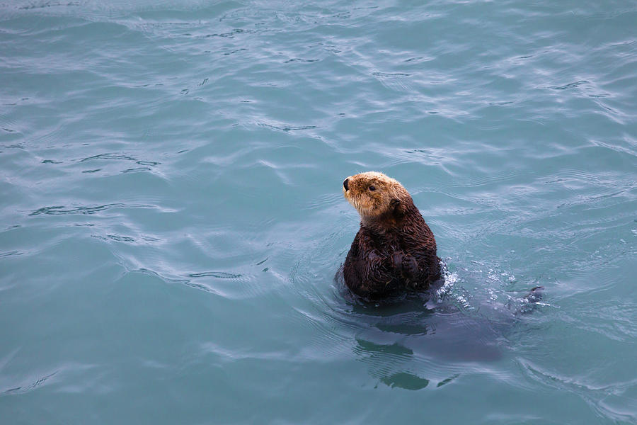Alaska Sea Otter Photograph by Scott Slone