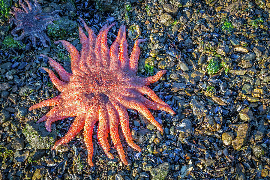 Alaska Starfish Photograph by Wild Montana Images - Fine Art America