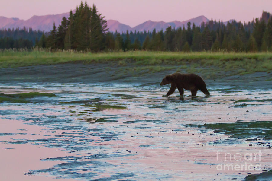Alaska Sunrise Bear  Photograph by Chris Scroggins