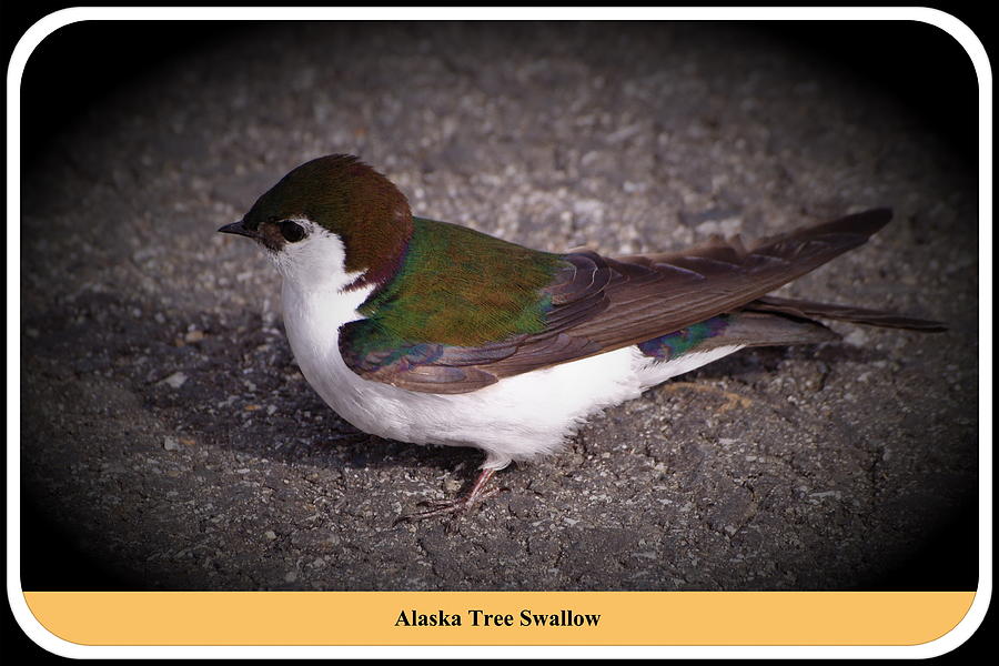 Alaska Tree Swallow Photograph by Richard Thomas