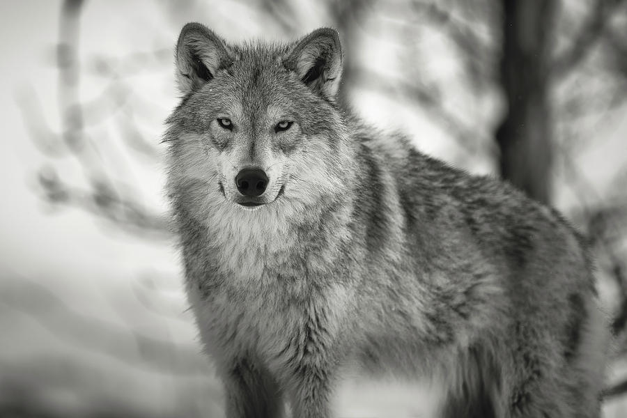 Tundra Wolf Photograph by Scott Slone