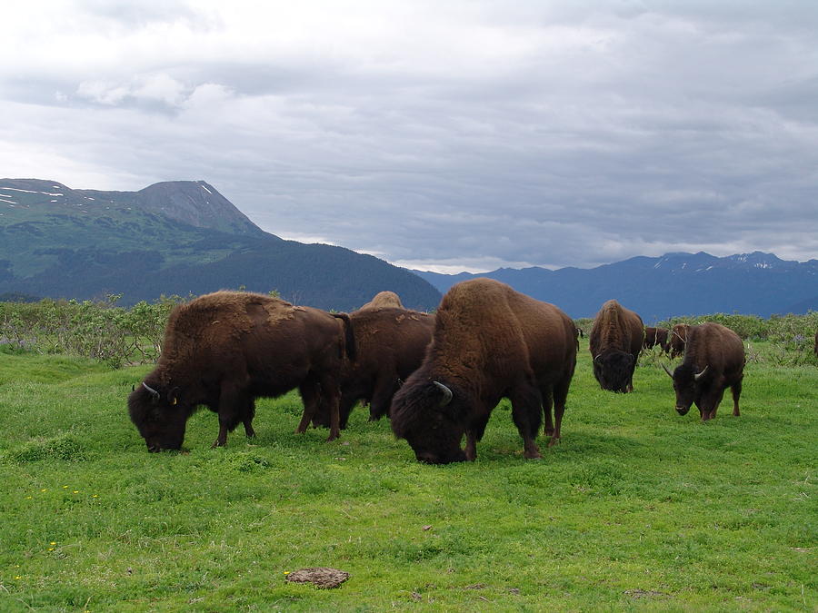 Alaska Wood Bison Photograph by Robert Braley