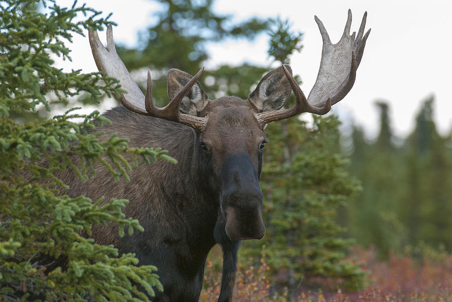 Alaska Yukon Bull Moose 63 Photograph by David Drew