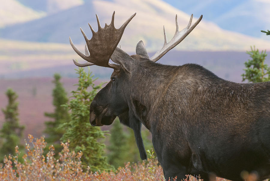 Alaska Yukon Bull Moose 95 Photograph by David Drew