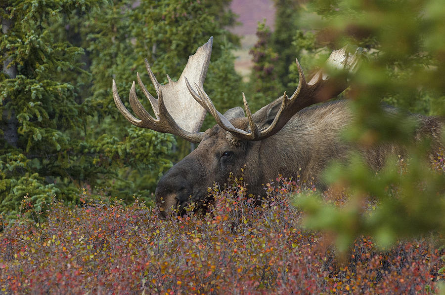 Alaska Yukon Bull Moose Photograph by David Drew