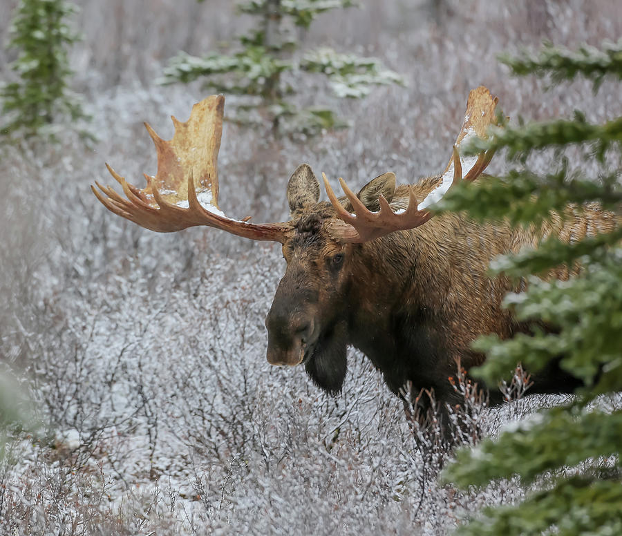 Alaska Yukon Moose Photograph by Sam Amato