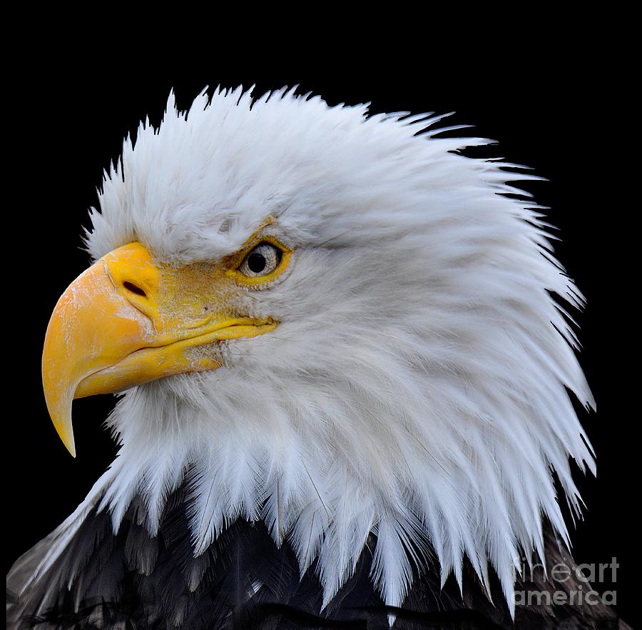 American Fierce Color Photograph by Diane E Berry
