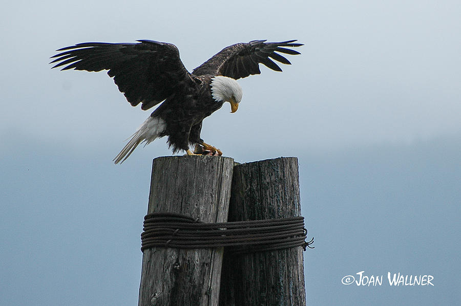 Alaskan Bald Eagle Photograph by Joan Wallner