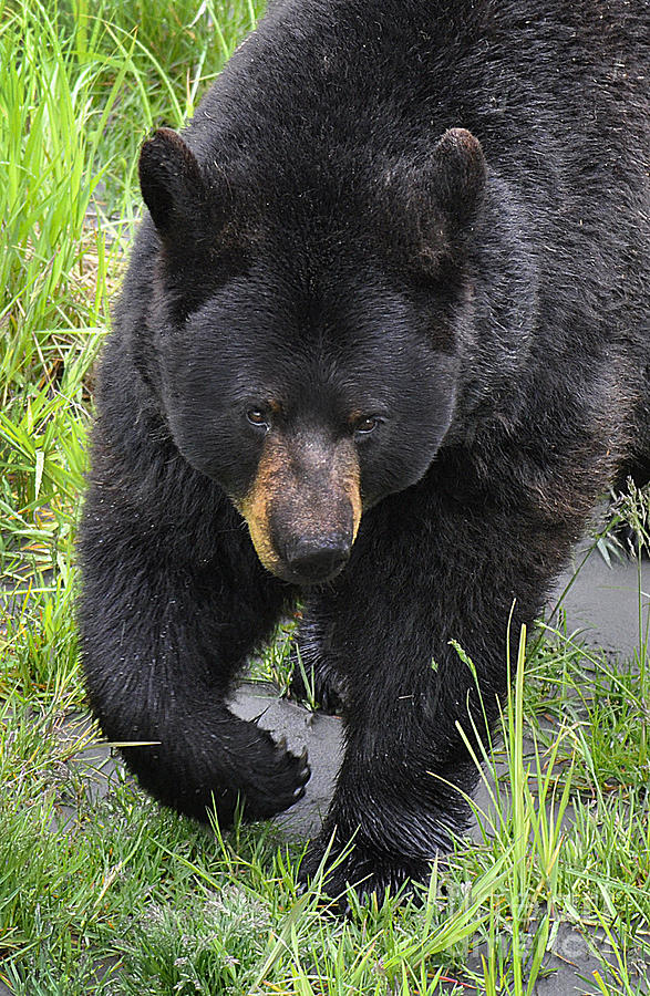Alaskan Black Bear Photograph by Diane E Berry