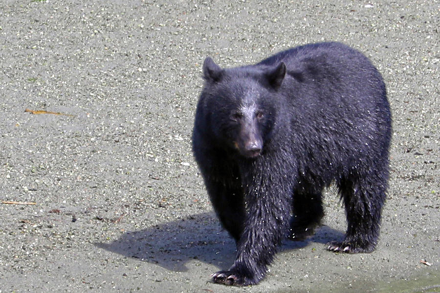 Alaskan Black Bear Photograph by Mitch Cat