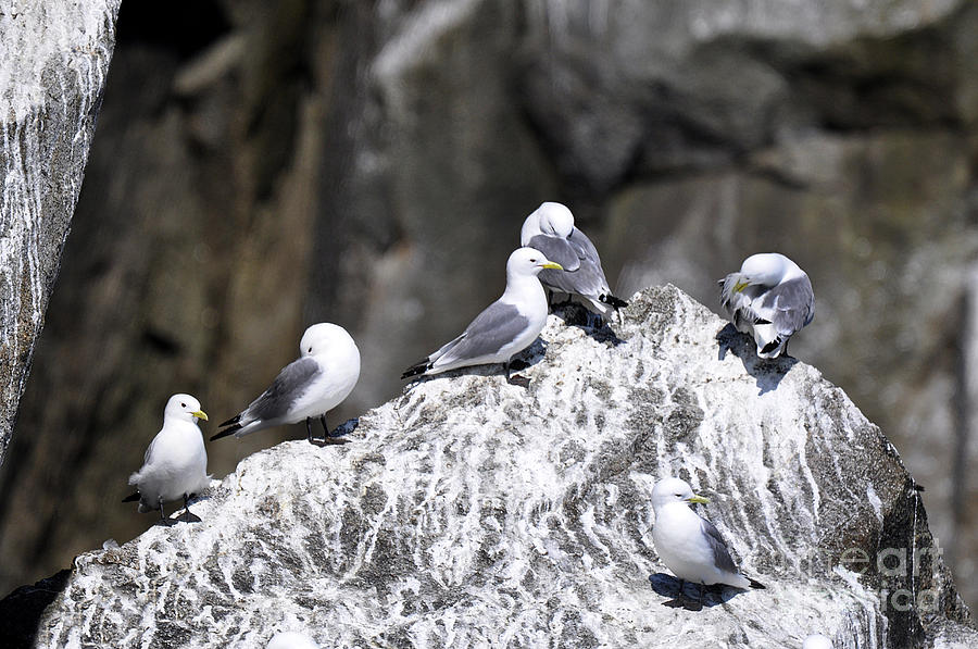 Alaskan Black Legged Kittiwakes Photograph by Diane E Berry