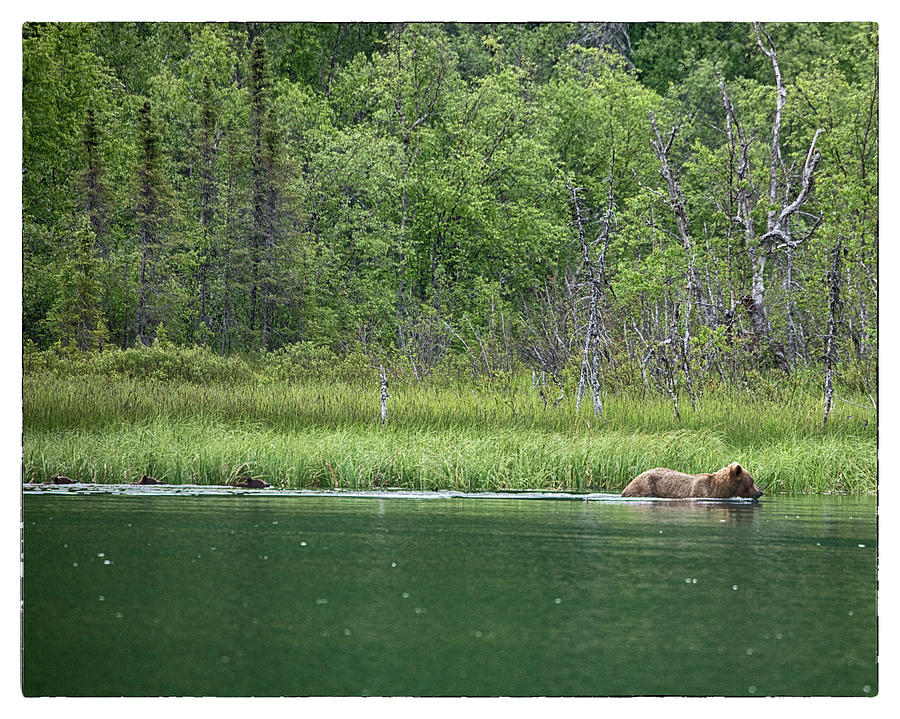 Alaskan Brown Bear and her cubs Photograph by Hugh Smith