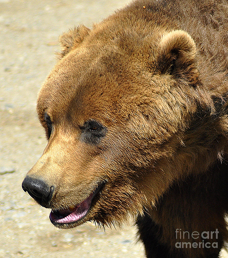 Alaskan Brown Bear Photograph by Diane E Berry