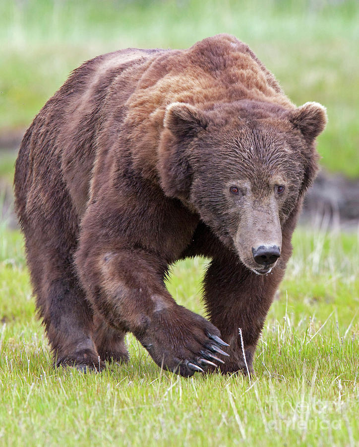 Alaskan brown bear grizzly boar Photograph by David Burke - Pixels