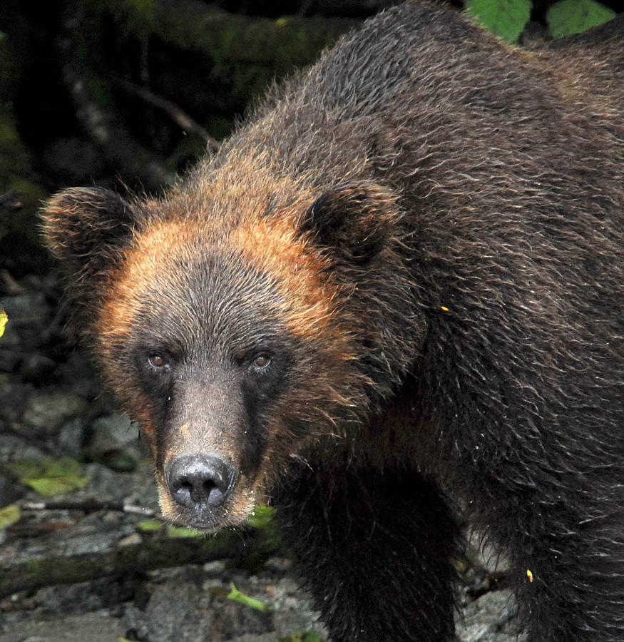 Alaskan Brown Bear Photograph by Michelle Halsey