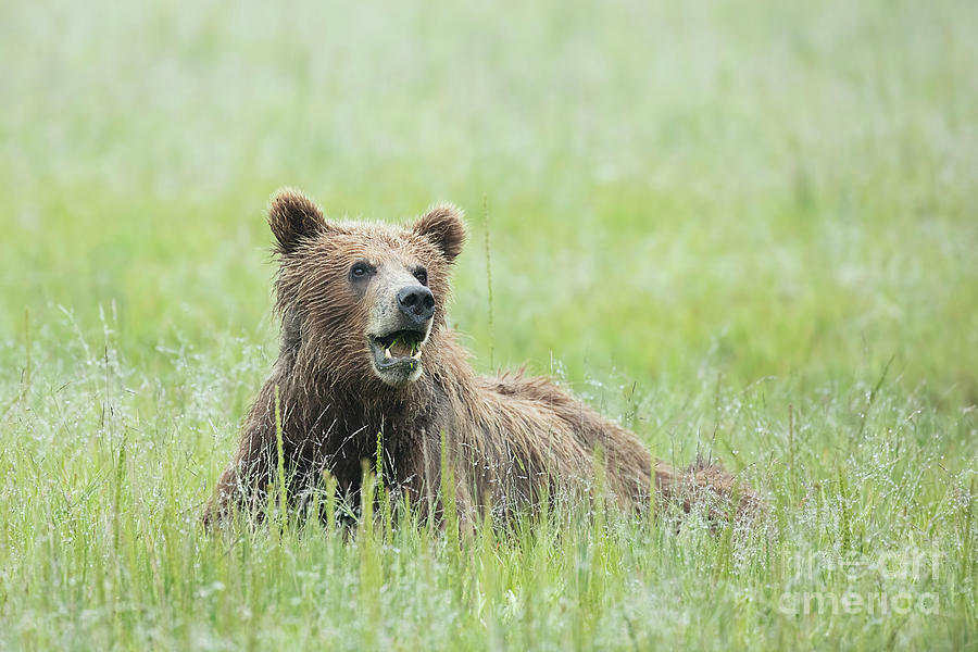 Alaskan Brown Bear Relaxing Photograph by Linda D Lester - Fine Art America