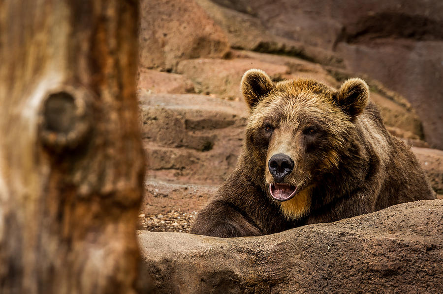 Alaskan Brown Bear Photograph by Ron Pate