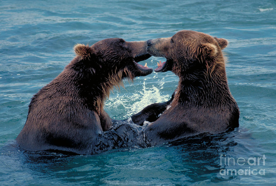 Alaskan Brown Bears Photograph by Tom Bledsoe