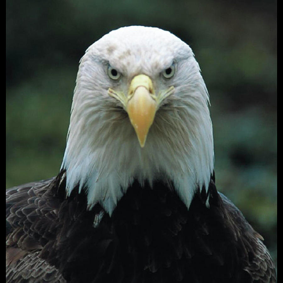 Alaskan Eagle Photograph by Quwatha Valentine
