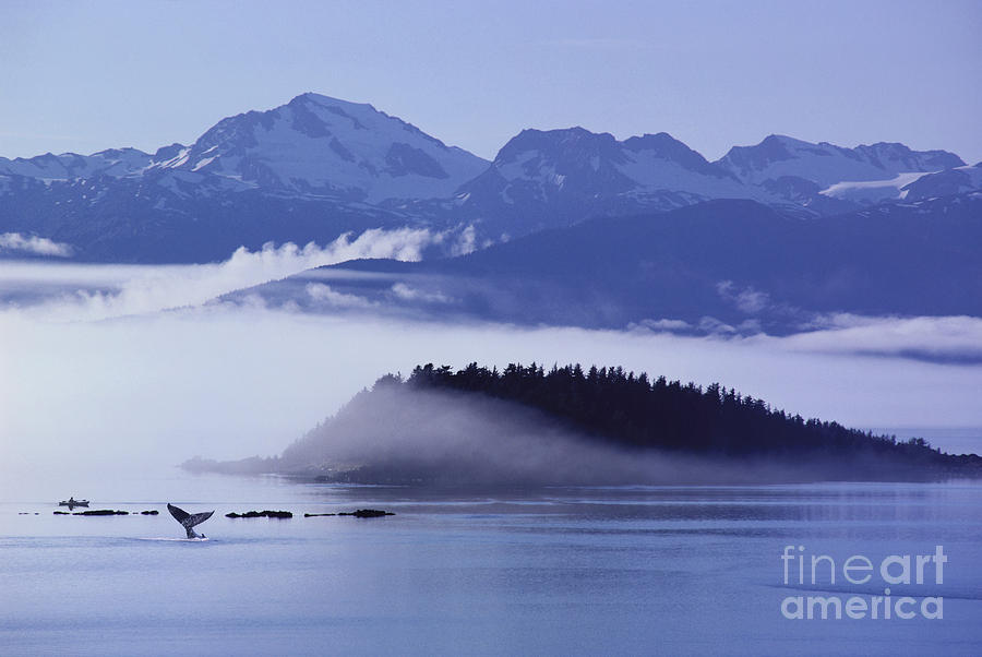 Alaskan Humpback Whale Photograph by John Hyde - Printscapes