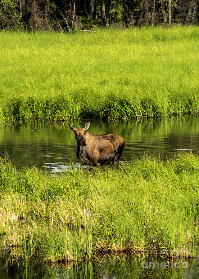 Alaskan Moose Photograph by Louise Magno