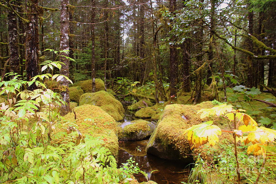 Alaskan Rain Forest Photograph by Lennie Malvone