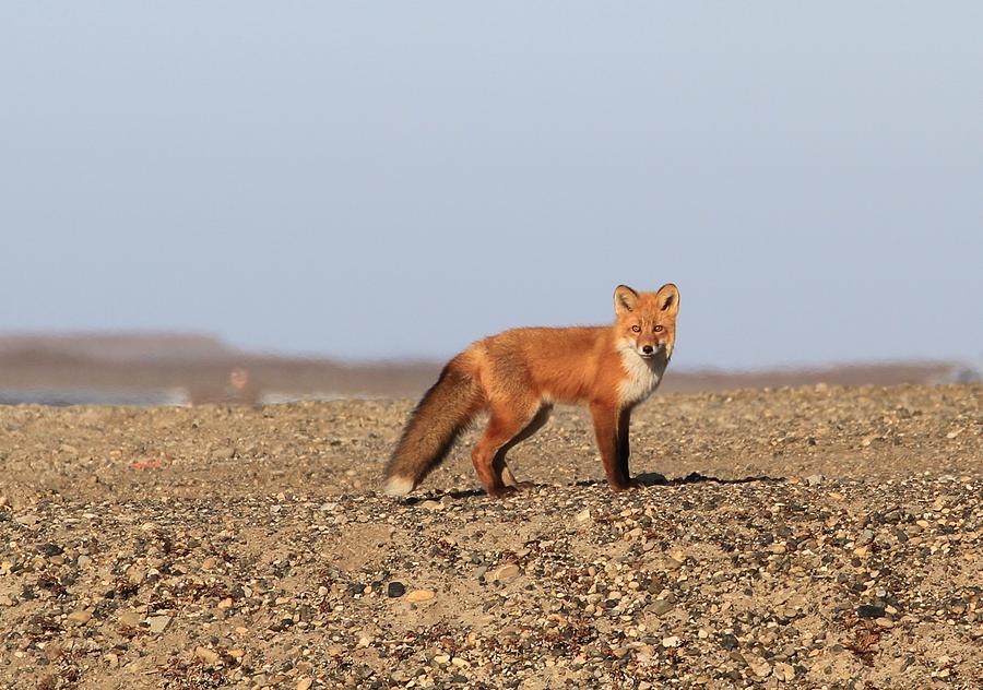 Alaskan Red Fox Photograph by Sam Amato