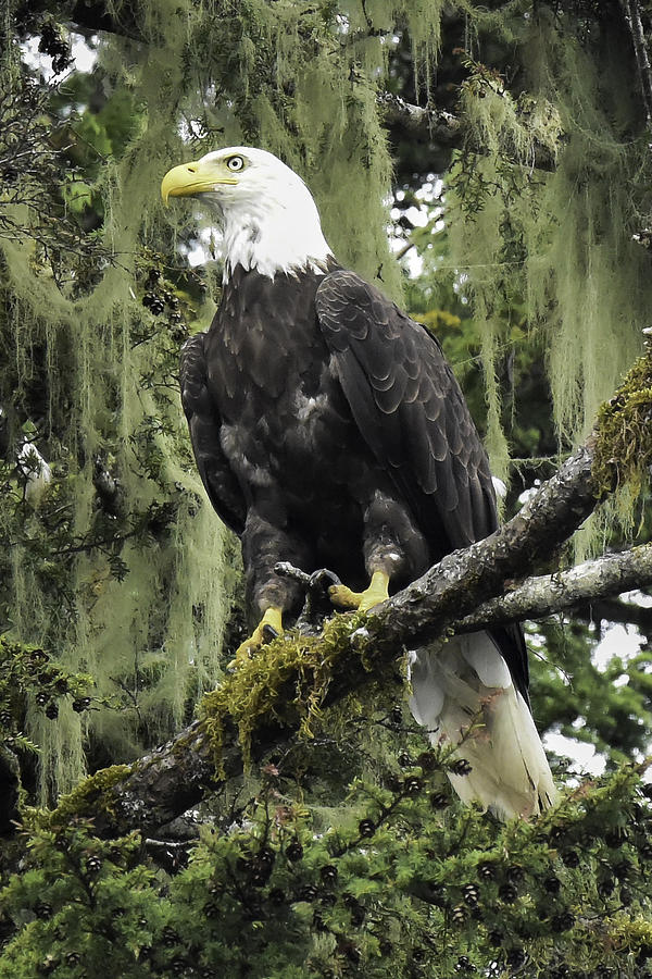Eagle Photograph - Alaskan Regality by Don Mennig