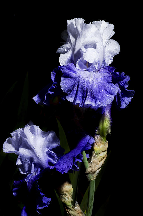 Iris Photograph - Alaskan Seas Iris  by John Trax