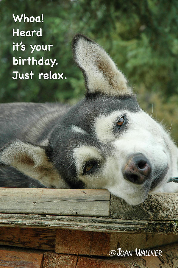 Alaskan Sled Dog birthday  Photograph by Joan Wallner