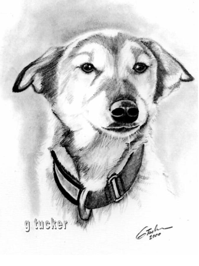 Alaskan Sled Dog Drawing by Gary Tucker