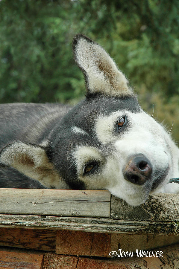 Alaskan Sled Dog Photograph by Joan Wallner