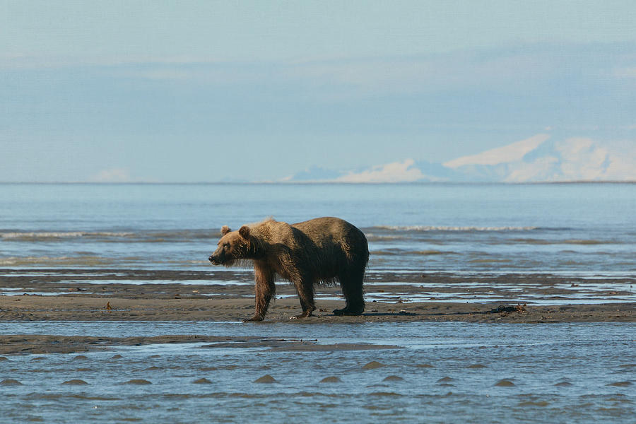 Alaskan Splendor 2 Photograph by Fraida Gutovich