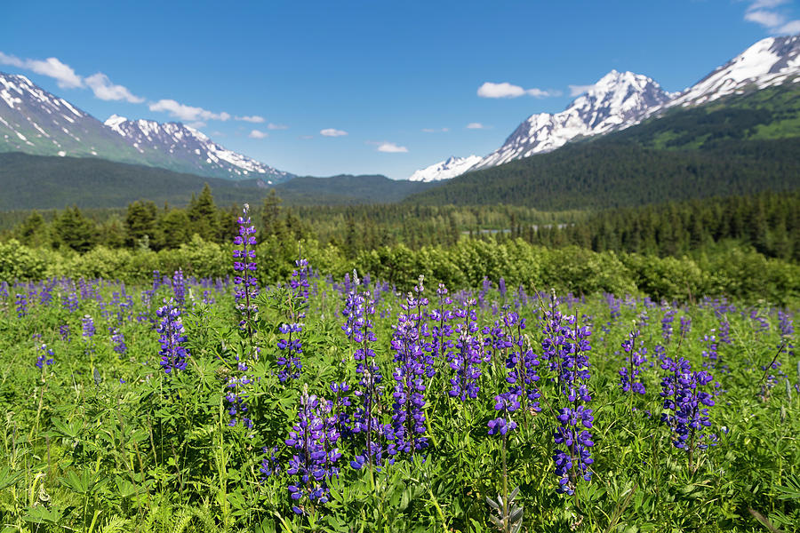 Alaskan Summer Photograph by Scott Slone