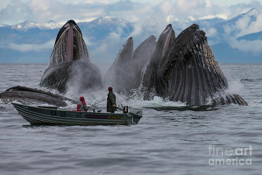 Whale Photograph - Alaskan surprise by Scott Methvin