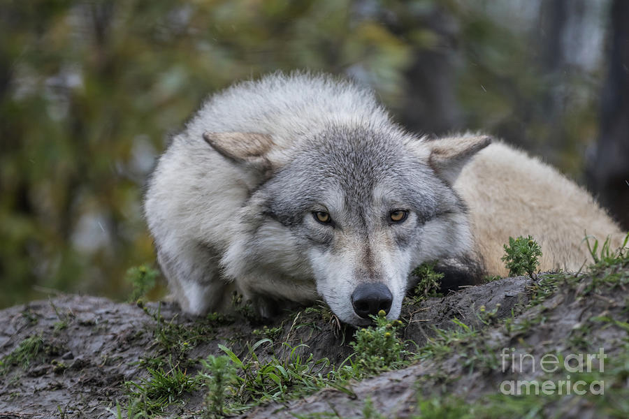 Alaskan Timber Wolf Photograph by Eva Lechner
