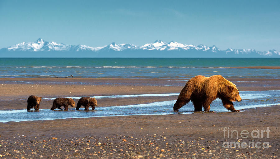 Alaska Treasure Photograph by Aaron Whittemore