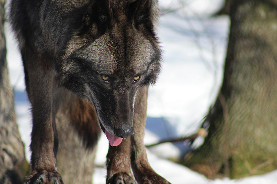 Alaskan Tundra Wolf Photograph by Azthet Photography