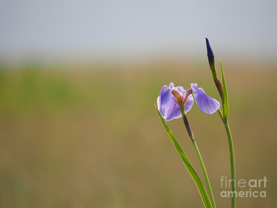 Alaskan Wild Iris Photograph by Adrienne Franklin