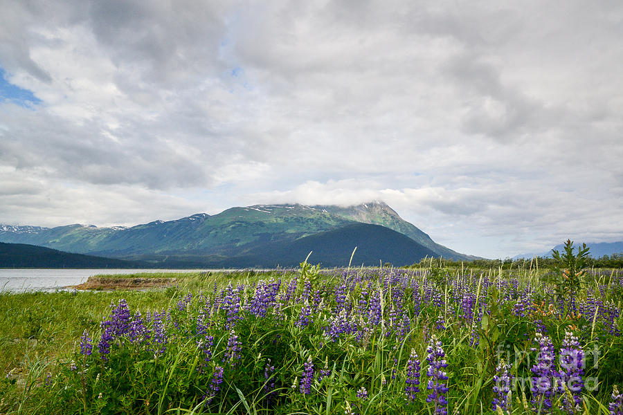 Nature Photograph - Alaskan wildflowers by Paul Quinn